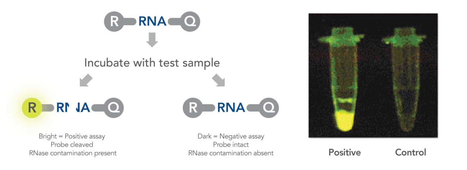 nuclease detection test diagram and visual results