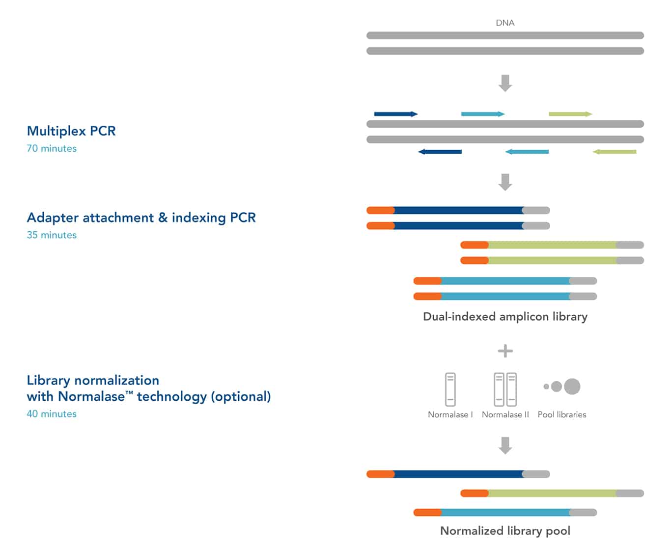 amplicon sequencing workflow for preparation of a normalized library pool