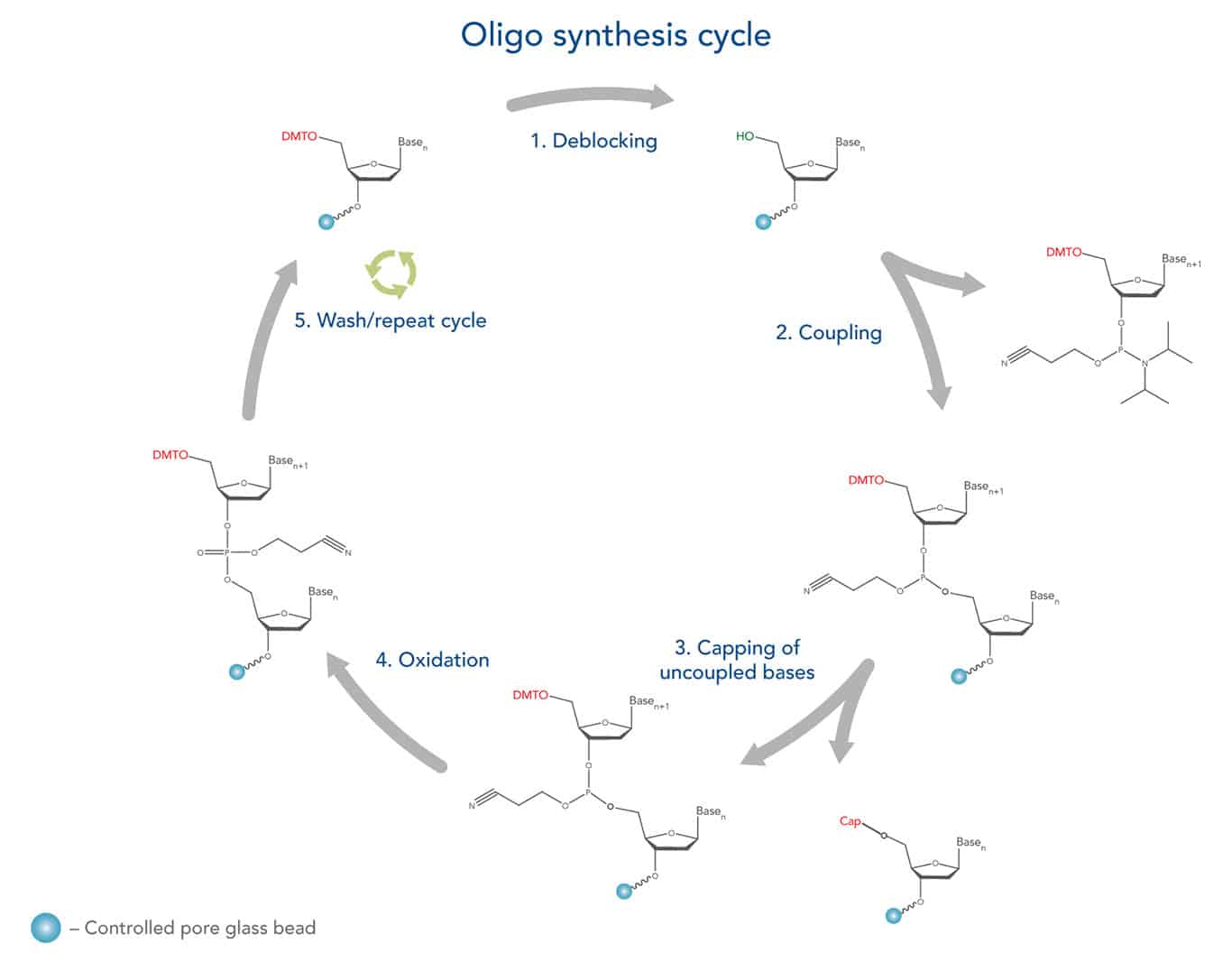 oligo synthesis cycle diagram