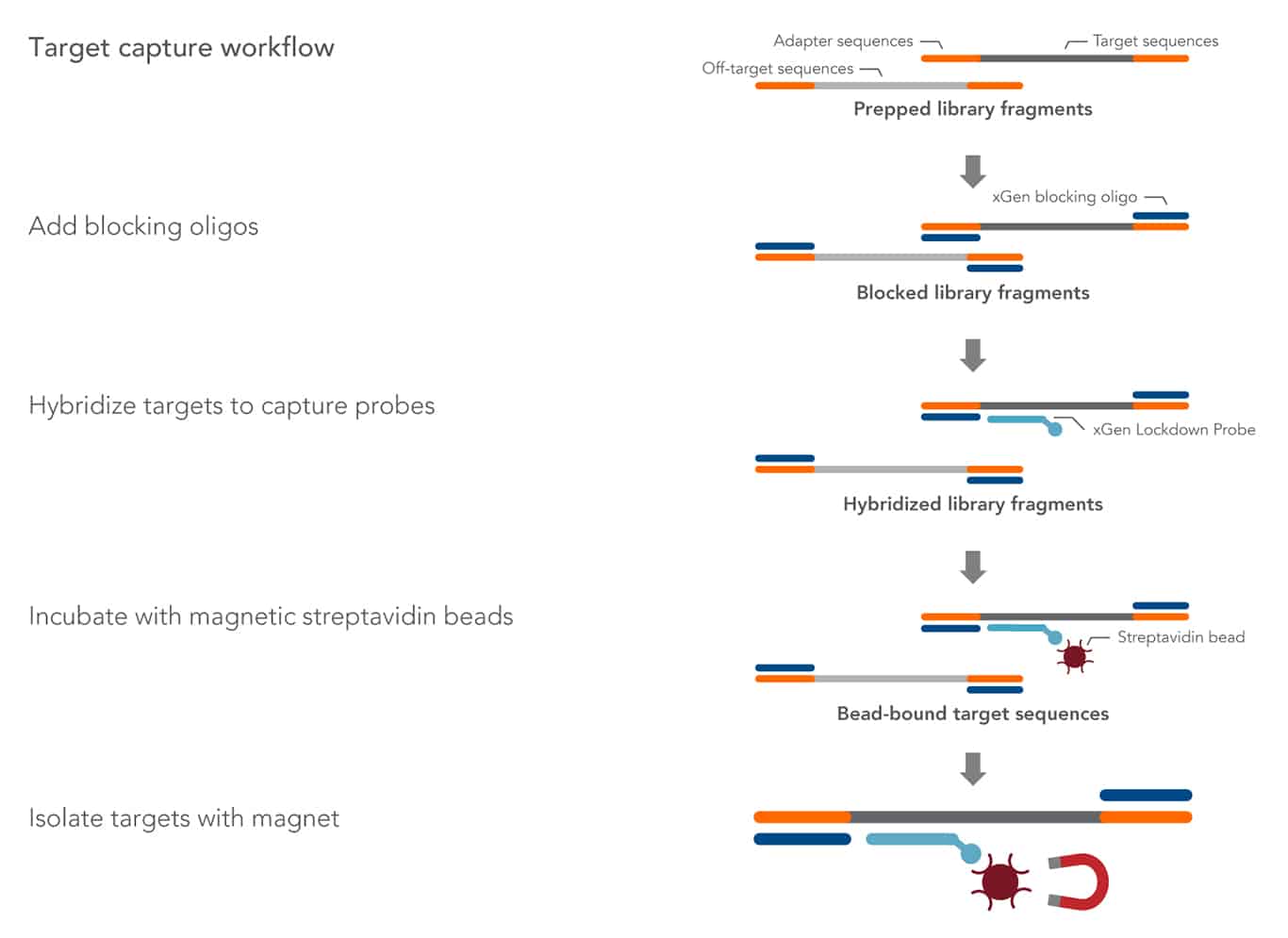 target capture workflow